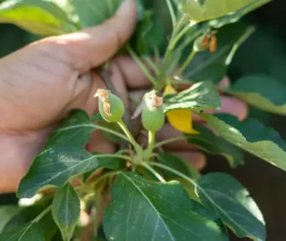 ОШТЕЋЕНЕ БИЉКЕ